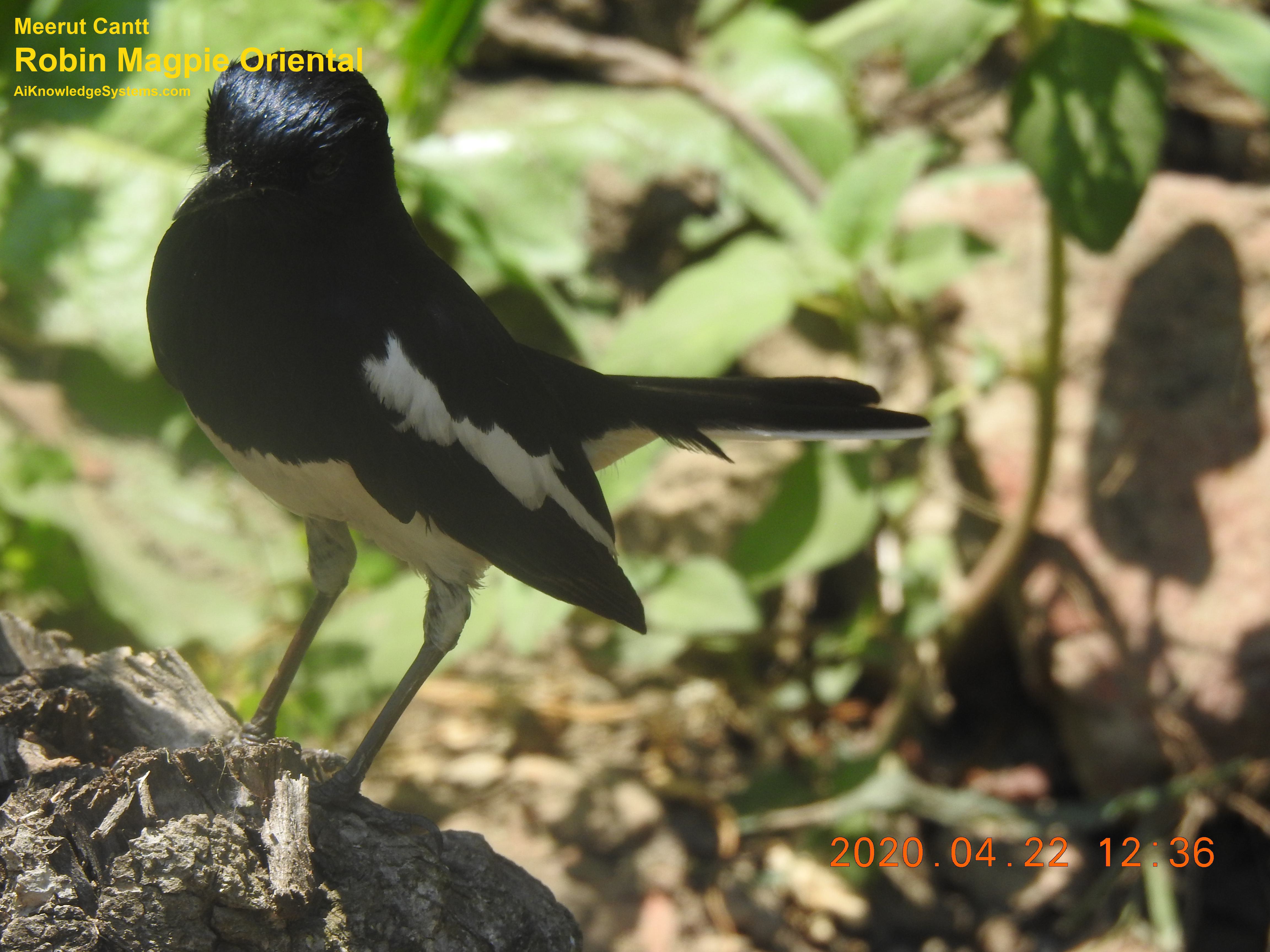 Magpie Robin (70) Coming Soon